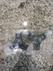 Genuine Cisco CP-7937 Mic Kit Brand OEM #74-5090-01